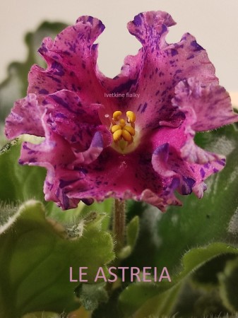 152. LE ASTREIA